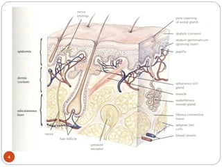 skin.pptThe integumentary system consists of the skin, hair, nails ...