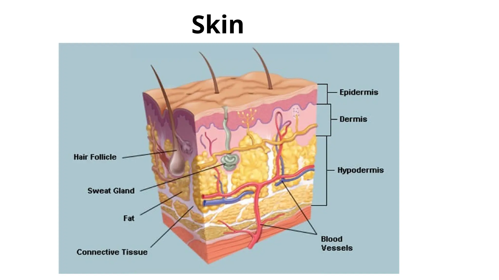 Skin anatomy Human body description _ BSc Level | PPTX