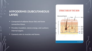 Applied Anatomy and Applied Physiology of SKIN.pptx