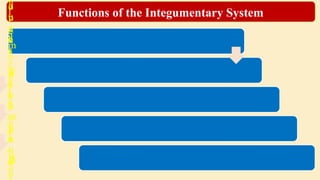 Functions of the Integumentary System
a
i
n
s
t
p
a
t
h
o
g
e
n
s
,
o
u
g
h
s
w
e
a
t
p
r
o
d
u
p
r
e
s
s
u
r
e
,
p
a
i
n
,
l
l
a
m
o
u
n
t
s
o
f
w
a
d
u
c
e
s
V
i
t
a
m
i
n
D
 