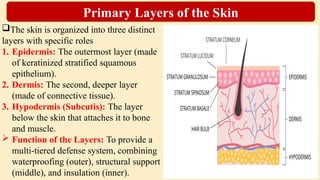 The skin is organized into three distinct
layers with specific roles
1. Epidermis: The outermost layer (made
of keratinized stratified squamous
epithelium).
2. Dermis: The second, deeper layer
(made of connective tissue).
3. Hypodermis (Subcutis): The layer
below the skin that attaches it to bone
and muscle.
 Function of the Layers: To provide a
multi-tiered defense system, combining
waterproofing (outer), structural support
(middle), and insulation (inner).
Primary Layers of the Skin
 