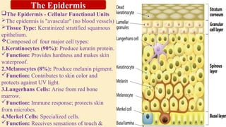 The Epidermis - Cellular Functional Units
The epidermis is "avascular" (no blood vessels)
Tissue Type: Keratinized stratified squamous
epithelium.
Composed of four major cell types:
1.Keratinocytes (90%): Produce keratin protein.
Function: Provides hardness and makes skin
waterproof.
2.Melanocytes (8%): Produce melanin pigment.
Function: Contributes to skin color and
protects against UV light.
3.Langerhans Cells: Arise from red bone
marrow.
Function: Immune response; protects skin
from microbes.
4.Merkel Cells: Specialized cells.
Function: Receives sensations of touch &
The Epidermis
 