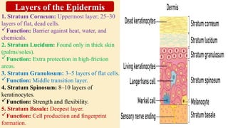 1. Stratum Corneum: Uppermost layer; 25–30
layers of flat, dead cells.
Function: Barrier against heat, water, and
chemicals.
2. Stratum Lucidum: Found only in thick skin
(palms/soles).
Function: Extra protection in high-friction
areas.
3. Stratum Granulosum: 3–5 layers of flat cells.
Function: Middle transition layer.
4. Stratum Spinosum: 8–10 layers of
keratinocytes.
Function: Strength and flexibility.
5. Stratum Basale: Deepest layer.
Function: Cell production and fingerprint
formation.
Layers of the Epidermis
 