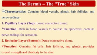 Characteristics: Contains blood vessels, glands, hair follicles, and
nerve endings.
1. Papillary Layer (Top): Loose connective tissue.
Function: Rich in blood vessels to nourish the epidermis; contains
nerve endings for sensation.
2. Reticular Layer (Bottom): Dense connective tissue.
Function: Contains fat cells, hair follicles, and glands; provides
overall strength and elasticity to the skin.
The Dermis – The "True" Skin
 