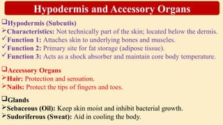 Hypodermis (Subcutis)
Characteristics: Not technically part of the skin; located below the dermis.
Function 1: Attaches skin to underlying bones and muscles.
Function 2: Primary site for fat storage (adipose tissue).
Function 3: Acts as a shock absorber and maintain core body temperature.
Accessory Organs
Hair: Protection and sensation.
Nails: Protect the tips of fingers and toes.
Glands
Sebaceous (Oil): Keep skin moist and inhibit bacterial growth.
Sudoriferous (Sweat): Aid in cooling the body.
Hypodermis and Accessory Organs
 