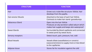 skin -csec biology presentation on the functions of the skin | PPTX