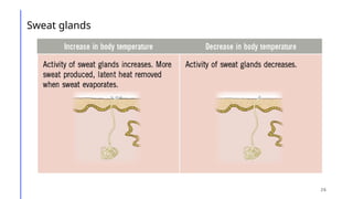 Skin Sweating Function skin -csec biology presentation on the functions of the skin | PPTX