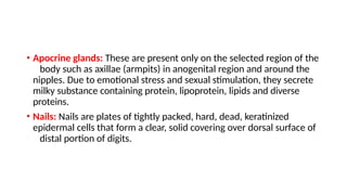 Comprehensive Overview of Human Skin Structure and Functions | PPTX