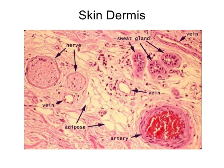 an writing for essay diagram Skin dermis an writing for essay diagram Skin dermis