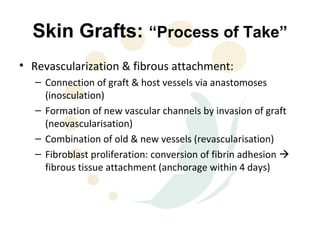 Skin Grafts: “Process of Take”
• Revascularization & fibrous attachment:
   – Connection of graft & host vessels via anastomoses
     (inosculation)
   – Formation of new vascular channels by invasion of graft
     (neovascularisation)
   – Combination of old & new vessels (revascularisation)
   – Fibroblast proliferation: conversion of fibrin adhesion 
     fibrous tissue attachment (anchorage within 4 days)
 