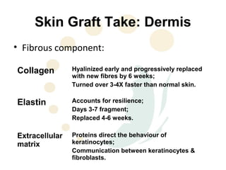 Skin Graft Take: Dermis
• Fibrous component:

Collagen        Hyalinized early and progressively replaced
                with new fibres by 6 weeks;
                Turned over 3-4X faster than normal skin.

Elastin         Accounts for resilience;
                Days 3-7 fragment;
                Replaced 4-6 weeks.

Extracellular   Proteins direct the behaviour of
matrix          keratinocytes;
                Communication between keratinocytes &
                fibroblasts.
 