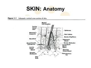 SKIN: Anatomy
 