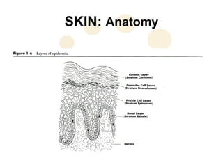 SKIN: Anatomy
 
