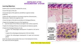 HISTOLOGY of THE
INTEGUMENTARY SYSTEM
Learning Objectives
Students who successfully completed this course;
• Count the layers of the skin.
• Count the layers of the epidermis and defines its general cellular
properties.
• Define the light and electron microscopic properties of Keratinocytes ,
Melanocytes , Merkel and Langerhans cells.
• Count the layers of the dermis and defines its histological features.
• Explain the histological structure of the hypodermis.
 Count the layers of hair follicles and explains their cellular properties.
• Explain the histological features of sweat glands and sebaceous glands.
• Explain the histological features of nails.
• Explain the embryological development of epidermis and dermis
layer.
• Explain the embryological development of the hair follicle.
• Explain the embryological development of sweat and mammary
glands.
Count the diseases and anomalies that occur in the development of skin,
hair, sweat and mammary glands.
Assist. Prof. Ender Deniz Asmaz
 