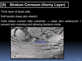 10
[5] Stratum Corneum (Horny Layer)
Thick layer of dead cells
Soft keratin (keep skin elastic)
Cells below contain fatty substrate  keep skin waterproof +
prevent skin cracking and allowing bacteria inside
 