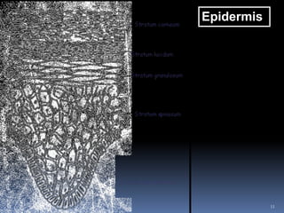 11
Epidermis
 