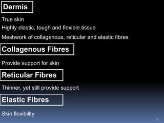 12
Dermis
True skin
Highly elastic, tough and flexible tissue
Meshwork of collagenous, reticular and elastic fibres
Collagenous Fibres
Provide support for skin
Reticular Fibres
Thinner, yet still provide support
Elastic Fibres
Skin flexibility
 