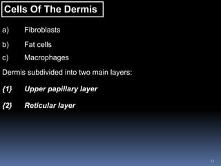 13
Cells Of The Dermis
a) Fibroblasts
b) Fat cells
c) Macrophages
Dermis subdivided into two main layers:
{1} Upper papillary layer
{2} Reticular layer
 