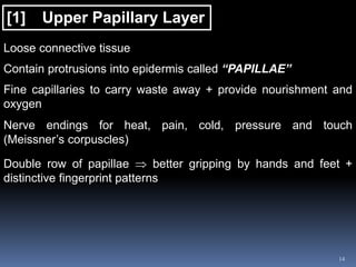 14
[1] Upper Papillary Layer
Loose connective tissue
Contain protrusions into epidermis called “PAPILLAE”
Fine capillaries to carry waste away + provide nourishment and
oxygen
Nerve endings for heat, pain, cold, pressure and touch
(Meissner’s corpuscles)
Double row of papillae  better gripping by hands and feet +
distinctive fingerprint patterns
 
