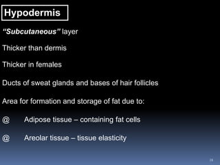 18
Hypodermis
“Subcutaneous” layer
Thicker than dermis
Thicker in females
Ducts of sweat glands and bases of hair follicles
Area for formation and storage of fat due to:
@ Adipose tissue – containing fat cells
@ Areolar tissue – tissue elasticity
 