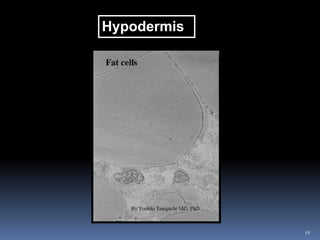 19
Hypodermis
 
