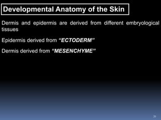 20
Developmental Anatomy of the Skin
Dermis and epidermis are derived from different embryological
tissues
Epidermis derived from “ECTODERM”
Dermis derived from “MESENCHYME”
 