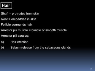 23
Hair
Shaft = protrudes from skin
Root = embedded in skin
Follicle surrounds hair
Arrector pili muscle = bundle of smooth muscle
Arrector pili causes:
a) Hair erection
b) Sebum release from the sebaceous glands
 