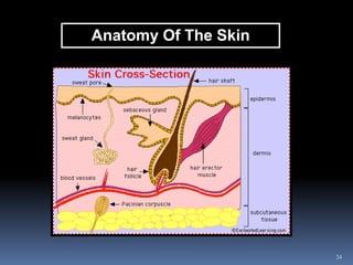 24
Anatomy Of The Skin
 