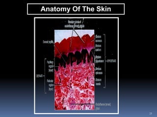 25
Anatomy Of The Skin
 
