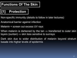 29
Functions Of The Skin
Non-specific immunity (details to follow in later lectures)
[1] Protection
Anatomical barrier against infection
Melanin = screen out excess UV rays
When melanin is darkened by the tan  transferred to outer skin
layers (suntan)  skin less sensitive to sunrays
Dark skin due to wider distribution of melanin beyond stratum
basale into higher levels of epidermis
 