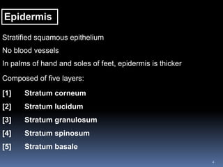4
Epidermis
Stratified squamous epithelium
No blood vessels
In palms of hand and soles of feet, epidermis is thicker
Composed of five layers:
[1] Stratum corneum
[2] Stratum lucidum
[3] Stratum granulosum
[4] Stratum spinosum
[5] Stratum basale
 