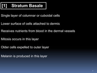 5
[1] Stratum Basale
Single layer of columnar or cuboidal cells
Lower surface of cells attached to dermis
Receives nutrients from blood in the dermal vessels
Mitosis occurs in this layer
Older cells expelled to outer layer
Melanin is produced in this layer
 