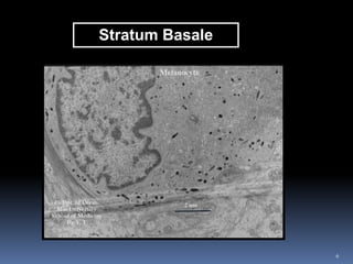 6
Stratum Basale
 