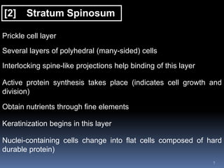 7
[2] Stratum Spinosum
Prickle cell layer
Several layers of polyhedral (many-sided) cells
Interlocking spine-like projections help binding of this layer
Active protein synthesis takes place (indicates cell growth and
division)
Obtain nutrients through fine elements
Keratinization begins in this layer
Nuclei-containing cells change into flat cells composed of hard
durable protein)
 