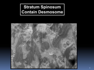 8
Stratum Spinosum
Contain Desmosome
 