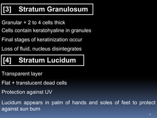 9
[3] Stratum Granulosum
Granular + 2 to 4 cells thick
Cells contain keratohyaline in granules
Final stages of keratinization occur
Loss of fluid, nucleus disintegrates
[4] Stratum Lucidum
Transparent layer
Flat + translucent dead cells
Protection against UV
Lucidum appears in palm of hands and soles of feet to protect
against sun burn
 