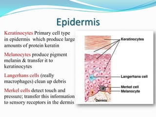 Epidermis
Keratinocytes Primary cell type
in epidermis which produce large
amounts of protein keratin
Melanocytes produce pigment
melanin & transfer it to
keratinocytes
Langerhans cells (really
macrophages) clean up debris

Merkel cells detect touch and
pressure; transfer this information
to sensory receptors in the dermis

 