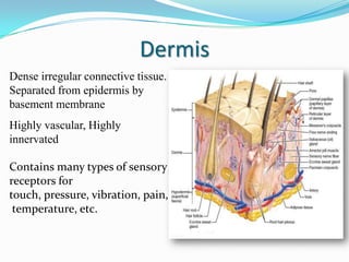 Dermis
Dense irregular connective tissue.
Separated from epidermis by
basement membrane
Highly vascular, Highly
innervated
Contains many types of sensory
receptors for
touch, pressure, vibration, pain,
temperature, etc.

 