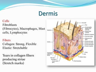 Dermis
Cells
Fibroblasts
(Fibrocytes), Macrophages, Mast
cells, Lymphocytes

Fibers
Collagen: Strong, Flexible
Elastic: Stretchable
Tears in collagen fibers
producing striae
(Stretch marks)

 