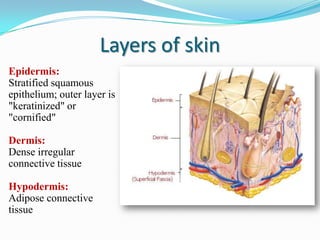 Layers of skin
Epidermis:
Stratified squamous
epithelium; outer layer is
"keratinized" or
"cornified"
Dermis:
Dense irregular
connective tissue

Hypodermis:
Adipose connective
tissue

 