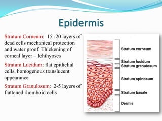 Epidermis
Stratum Corneum: 15 -20 layers of
dead cells mechanical protection
and water proof. Thickening of
corneal layer – Ichthyoses
Stratum Lucidum: flat epithelial
cells, homogenous translucent
appearance
Stratum Granulosum: 2-5 layers of
flattened rhomboid cells

 