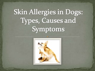 Skin Allergies in Dogs: Types, Causes and Symptoms 