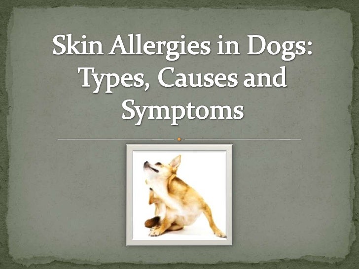 best food for dogs with skin allergies top 3 best food for pitbulls with skin allergies lovepetjournal best food for dogs with skin allergies top 3 best food for pitbulls with skin allergies lovepetjournal