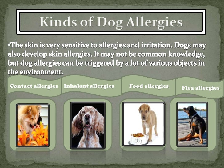 symptoms of allergies in dogs allergies in dogs symptoms and triggers webmd pets world symptoms of allergies in dogs allergies in dogs symptoms and triggers webmd pets world
