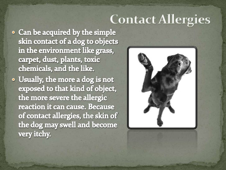 symptoms of allergies in dogs skin allergies in dogs types causes and symptoms symptoms of allergies in dogs skin allergies in dogs types causes and symptoms