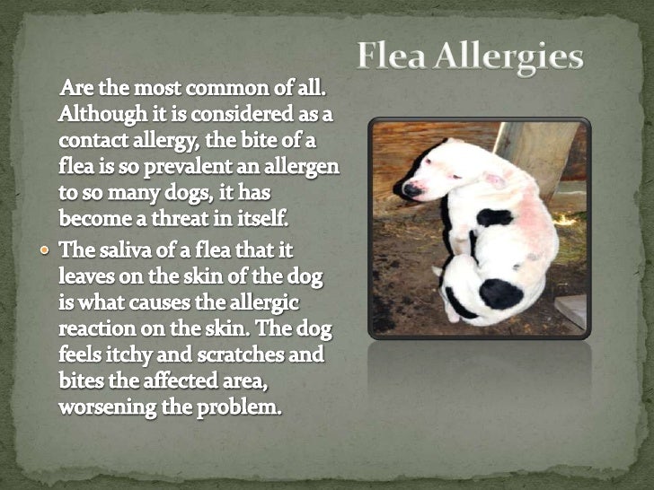 Dog Food Allergies Dog Food Allergies
