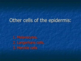 Other cells of the epidermis: 1. Melanocytes. 2. Langerhans cells. 3. Merckle cells 