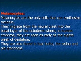 Melanocytes: Melanocytes are the only cells that can synthesize melanin.  They migrate from the neural crest into the basal layer of the ectoderm where, in human embryos, they are seen as early as the eighth week of gestation. They are also found in hair bulbs, the retina and pia arachnoid.  