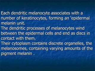 Each dendritic melanocyte associates with a number of keratinocytes, forming an ‘epidermal melanin unit.  The dendritic processes of melanocytes wind between the epidermal cells and end as discs in contact with them.  Their cytoplasm contains discrete organelles, the melanosomes, containing varying amounts of the pigment melanin . 