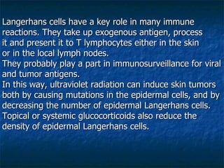Langerhans cells have a key role in many immune reactions. They take up exogenous antigen, process it and present it to T lymphocytes either in the skin or in the local lymph nodes.  They probably play a part in immunosurveillance for viral and tumor antigens.  In this way, ultraviolet radiation can induce skin tumors both by causing mutations in the epidermal cells, and by decreasing the number of epidermal Langerhans cells.  Topical or systemic glucocorticoids also reduce the density of epidermal Langerhans cells. 